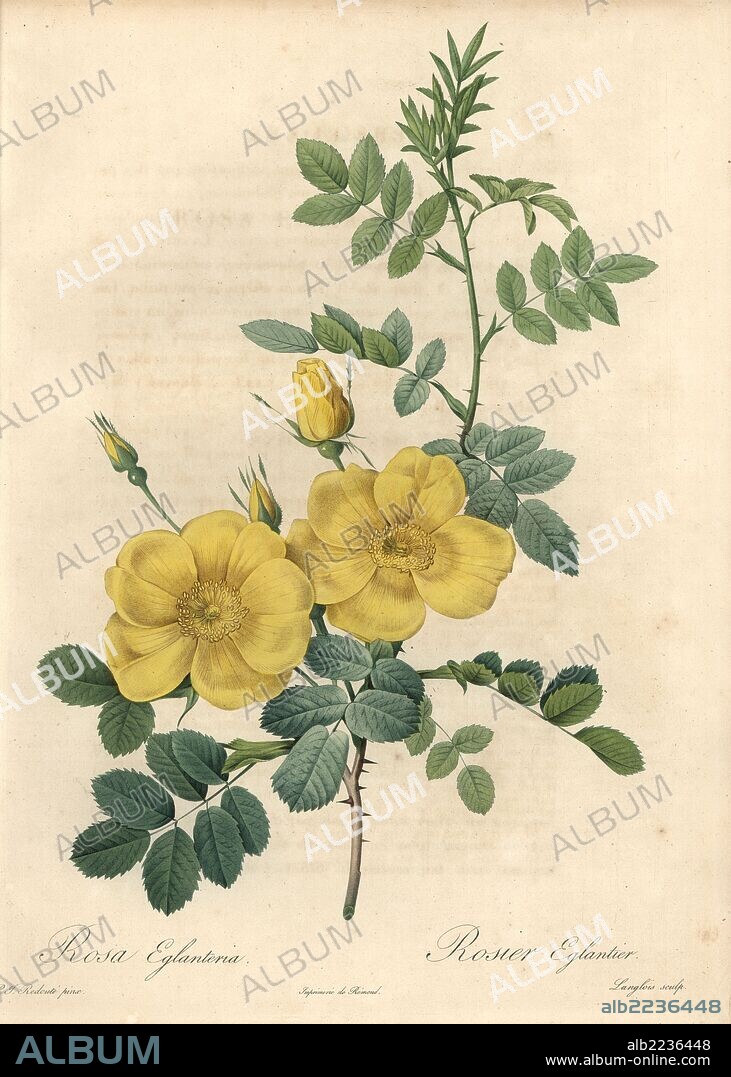 Austrian briar rose, Rosa foetida (Rosa eglanteria). Handcoloured stipple copperplate engraving by Langlois after an illustration by Pierre-Joseph Redoute from "Les Roses," Firmin Didot, Paris, 1817.