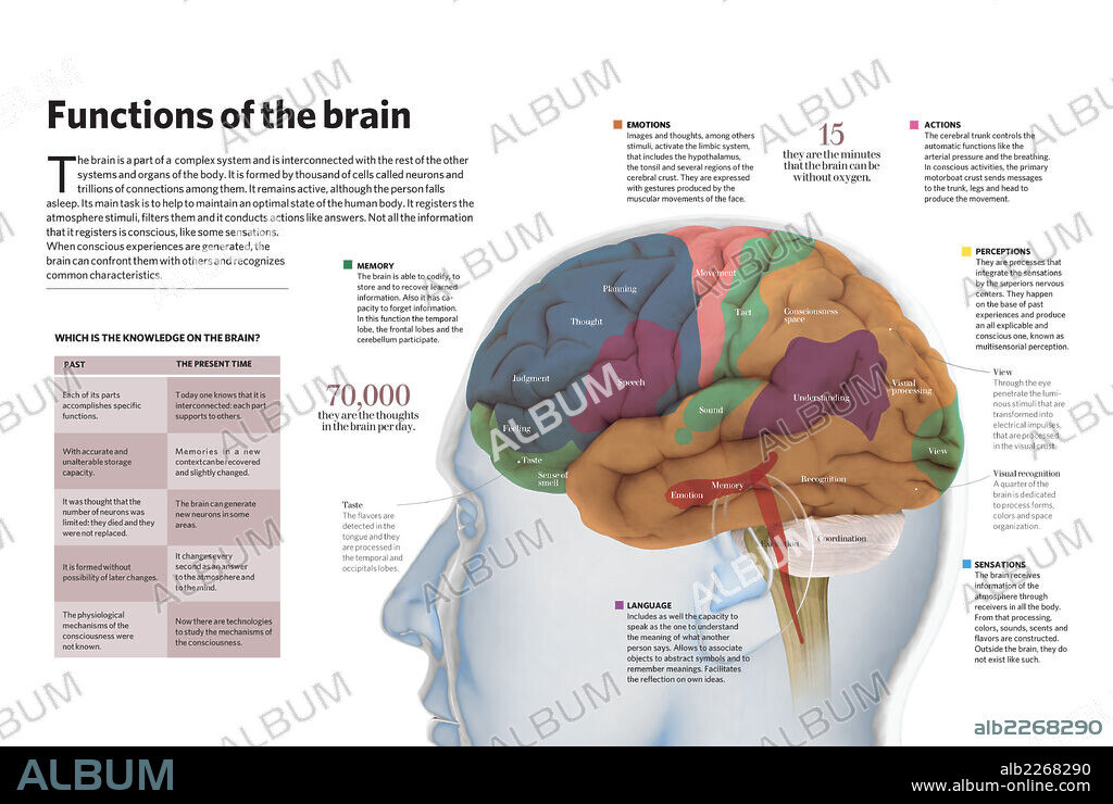 Functions of the brain. Infographic about the functions of the brain: memory, emotions, language, actions, perceptions and feelings.