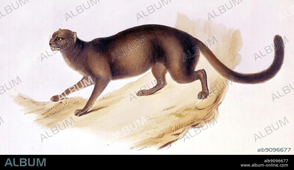 The yagouaroundi cat (Felis yagouaroundi). Small, slender-bodied, long-tailed, unspotted, weasel-like cat; size somewhat larger than the ordinary alley cat; legs short for a cat. Two colour phases: greyish phase and red phase. From Darwin and the Beagle by Alan Moorhead, page 75.