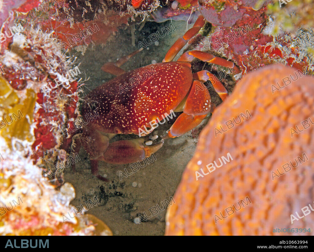 Batwing Crab (Carpilius corallinus) photographed in Grand Cayman can grow up to 6 inches. Hide during the day and forage at night.