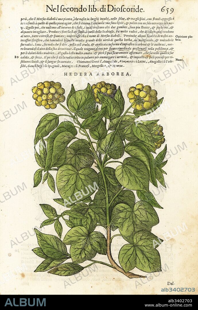 Common or European ivy, Hedera helix (Hedera arborea). Handcoloured woodblock print by Wolfgang Meyerpick after an illustration by Giorgio Liberale from Pietro Andrea Mattioli's Discorsi di P.A. Matthioli ne i sei libri della Materia Medicinale di Pedacio Dioscoride Anazarbeo (Commentary on the Materia Medica of Dioscorides), Vincenzo Valgrisi, Venice, 1568.
