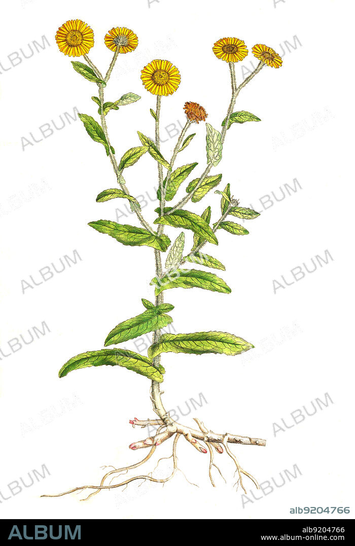 Großes Flohkraut, Pulicaria dysenterica, auch Ruhr-Flohkraut / Pulicaria dysenterica, the common fleabane, or, in North America, meadow false fleabane, historical, digital improved reproduction of an original from the 19th century / digital restaurierte Reproduktion einer Originalvorlage aus dem 19. Jahrhundert, genaues Originaldatum nicht bekannt.