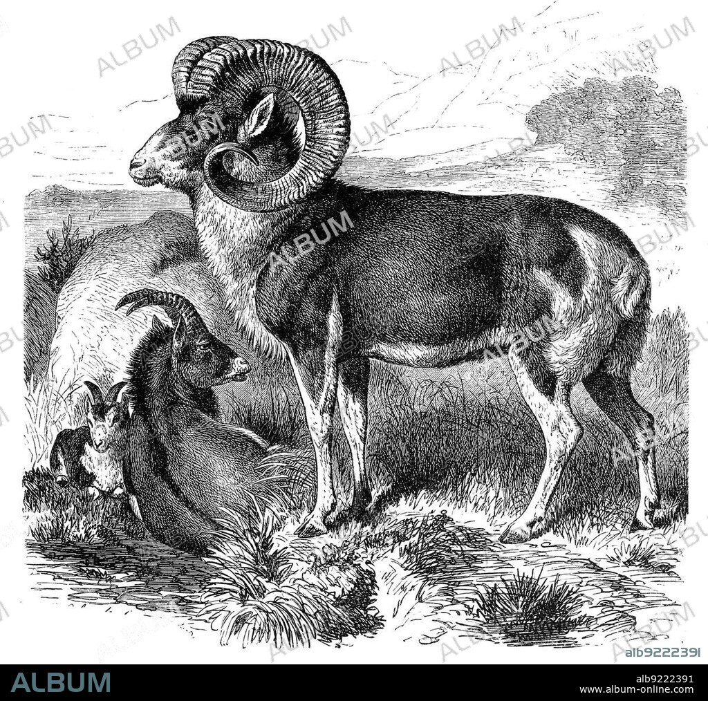 Wild sheep (Ovis) polii, Marco Polo sheep (Ovis ammon polii), is a subspecies of argali sheep, Historic, digitally restored reproduction from an 18th century original.