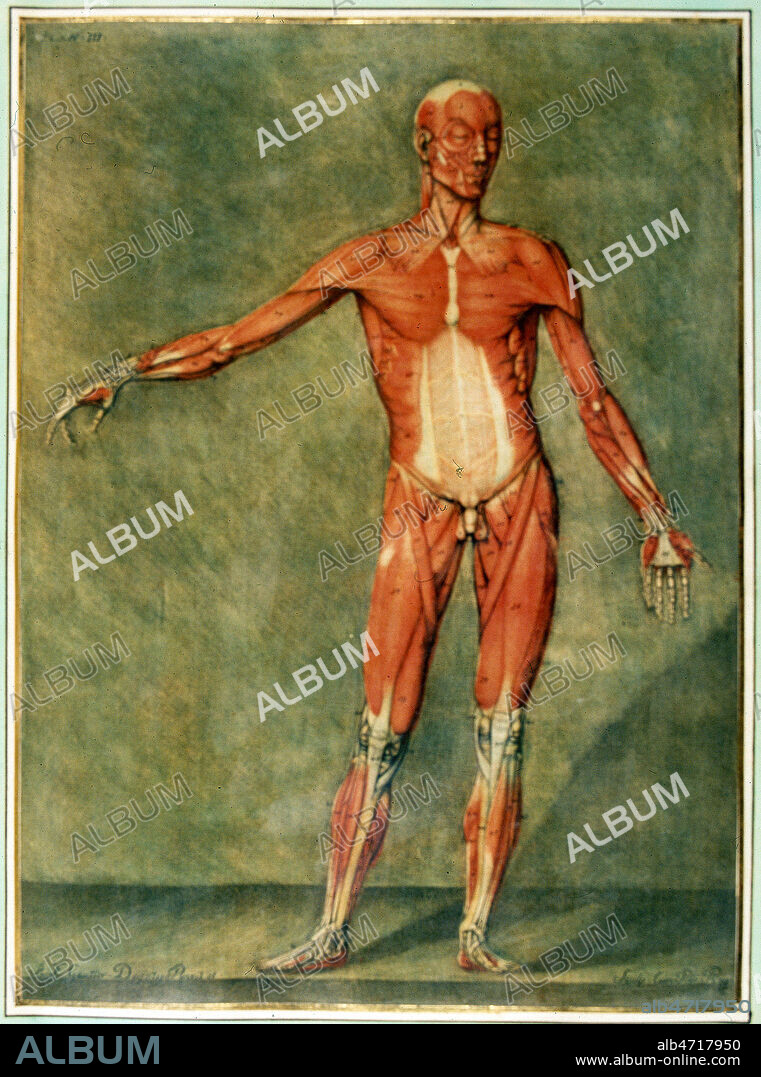 Ecorche en pied. Illustration tiree de 'l'Essai d'anatomie en tableaux imprimes' par Gautier d'AGOTY (1710-1781), ouvrage publie en 1745 et conserve a la bibliotheque municipale d'Epinal. (18e, 18eme, XVIIIe s.). Credit : Collection JEAN VIGNE / KHARBINE-TAPABOR.