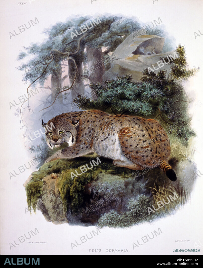 The Siberian Lynx (Felis Cervaria) by Daniel Giraud Elliot,  monograph,  (1835-1915),  USA,  Pennsylvania,  Philadelphia,  Academy of Natural Sciences,  1883.