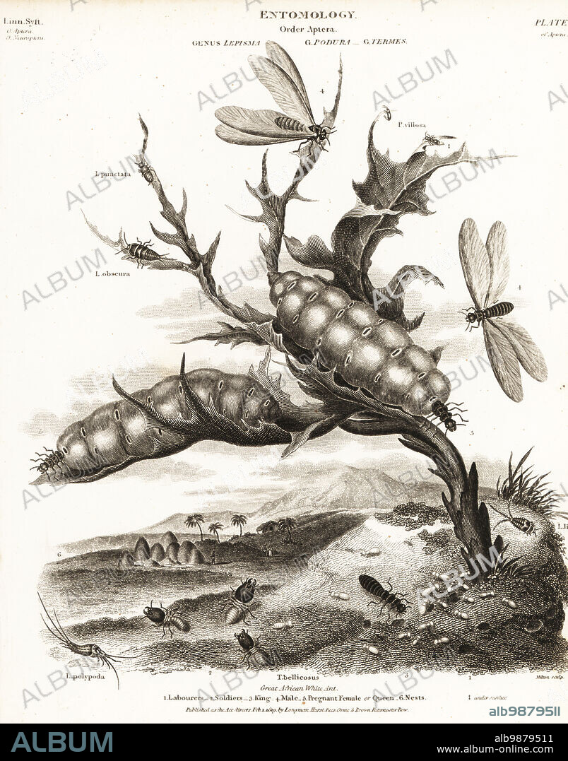 Great African white ant, Macrotermes bellicosus (Termes bellicosus). Labourers 1, soldiers 2, king 3, male 4, pregnant female or queen 5, nests 6. With silverfish, Lepisma punctata, Lepisma obscura, Lepisma polypoda, Podura villosa, etc. Copperplate engraving by Milton from Abraham Rees' Cyclopedia or Universal Dictionary of Arts, Sciences and Literature, Longman, Hurst, Rees, Orme and Brown, London, 1810.