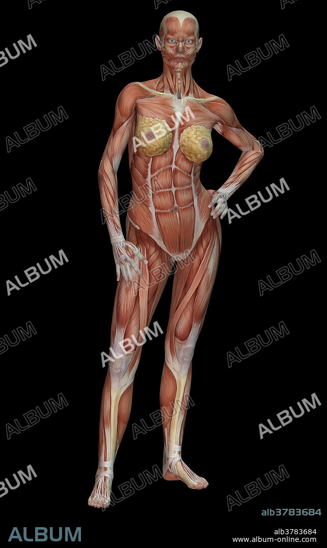 Illustration of female human muscle anatomy.