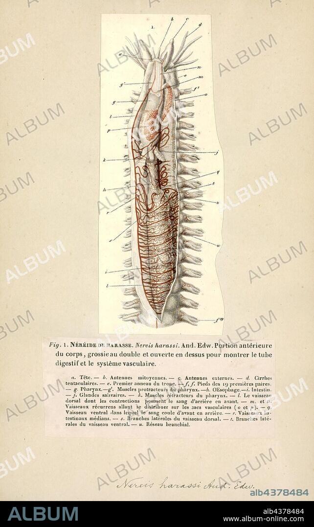 Nereis harassi, Print, Nereis is a genus of polychaete worms in the family Nereididae. It comprises many species, most of which are marine. Nereis possess setae and parapodia for locomotion. They may have two types of setae, which are found on the parapodia. Acicular setae provide support. Locomotor chaetae are for crawling, and are the bristles that are visible on the exterior of the Polychaeta. They are cylindrical in shape, found not only in sandy areas, and they are adapted to burrow. They often cling to seagrass (posidonia) or other grass on rocks and sometimes gather in large groups. They are dangerous to touch giving very painful long lasting burns... In Maltese they are called BUSUF.