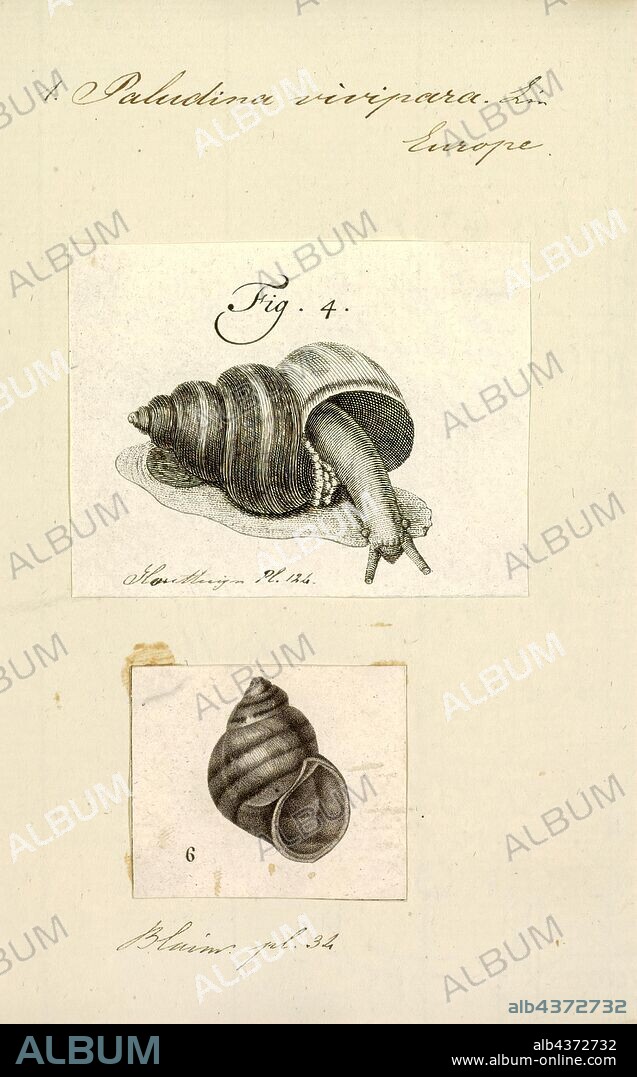 Paludina vivipara, Print, Viviparus, common name the river snails, is a genus of large, freshwater snails with an operculum, aquatic gastropod mollusks.