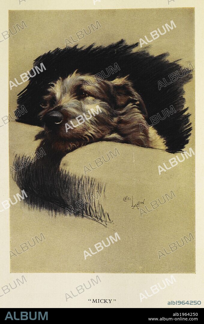 CECIL ALDIN. "Micky". A portrait of a dog, a terrier. Dogs of Character. Written and illustrated by C. Aldin. London; C. Scribners' Sons: New York, 1927. Source: 7295.i.32, opposite page 1. Language: English.