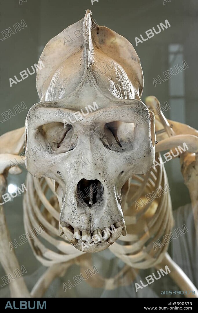 Skull and skeleton of an orang-utan, museum of natural history, castle Rosenstein, Baden-Wuerttemberg, Germany