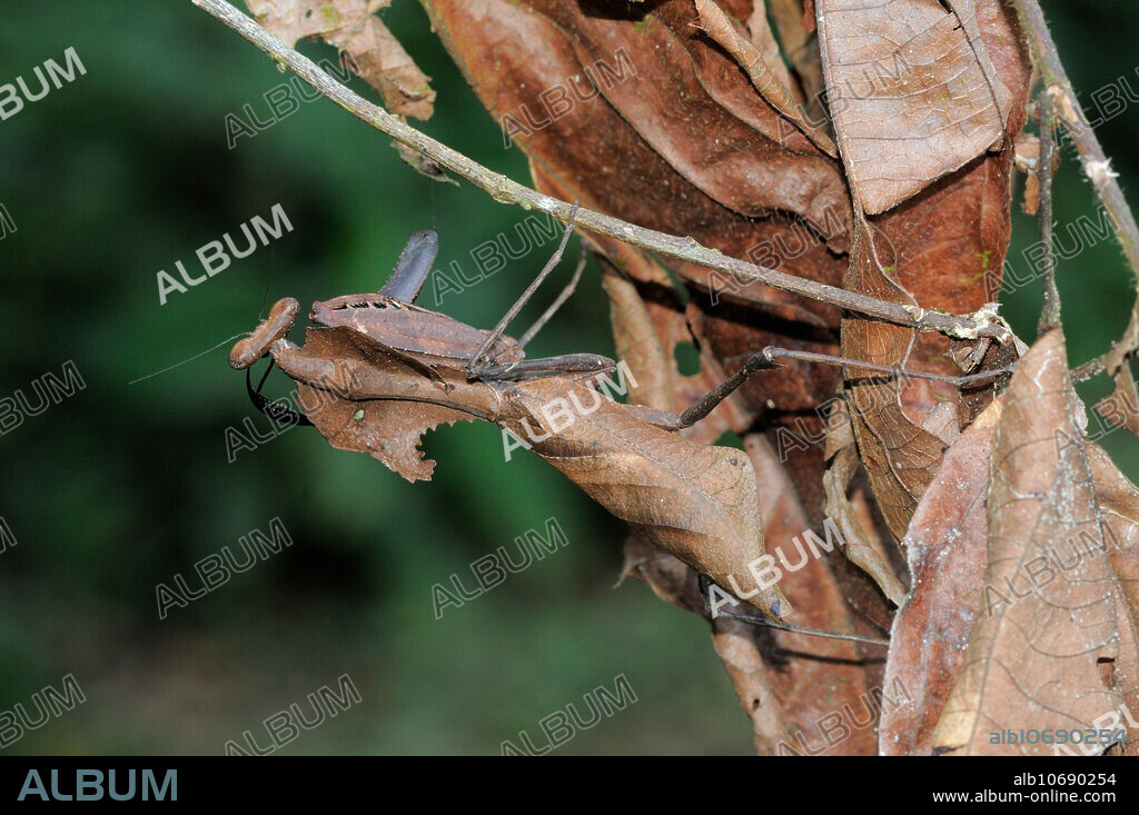 The camouflaged Dead leaf mantis (Deroplatys desiccata), Lower Kinabatangan, Sabah, Malaysia.