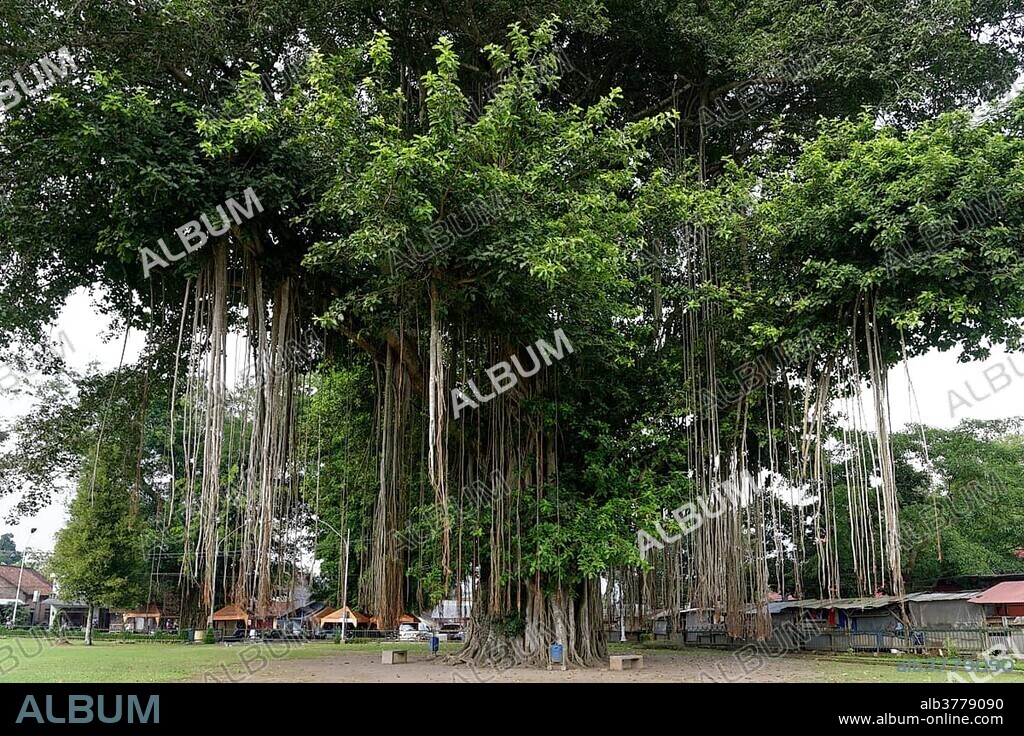 Giant Banyan Tree (Ficus benghalensis), Candi Mendut, Mendut Temple, Mendut, Central Java, Indonesia, Asia.