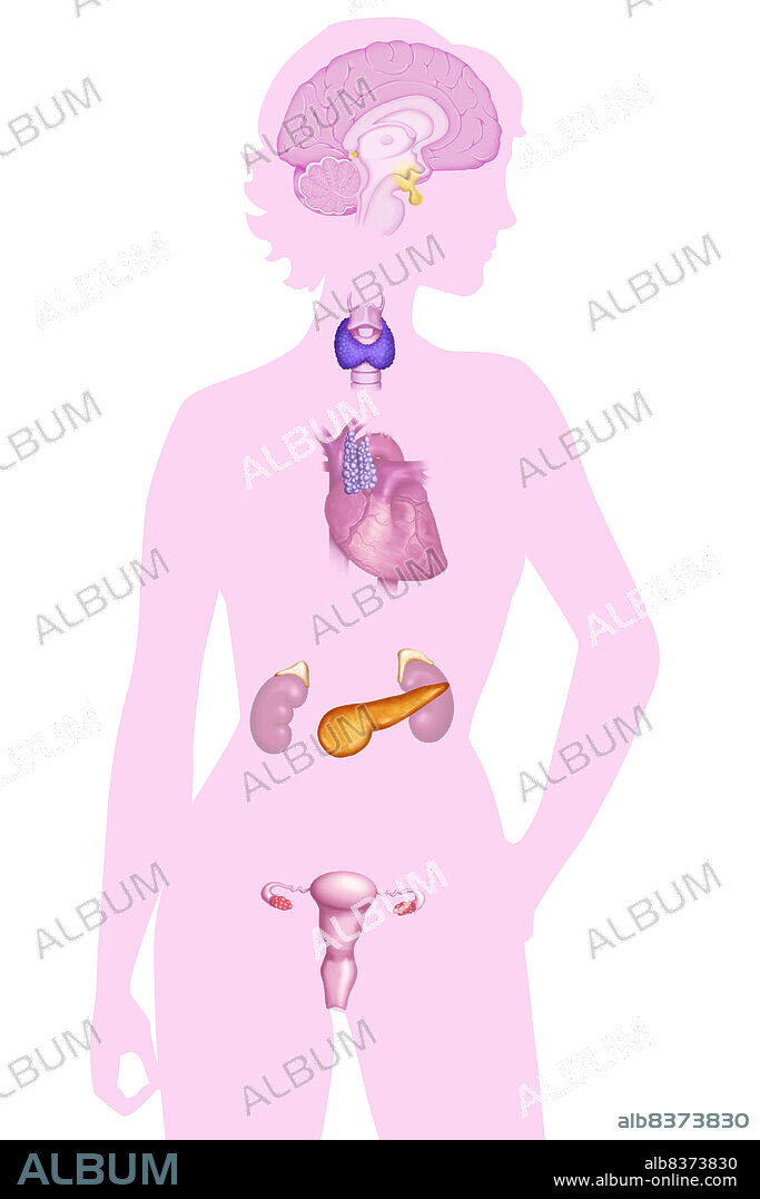 Female endocrine system :. epiphysis (pineal body), hypothalamus, hypophysis, thryroid gland, thymus, suprarenal glands, pancreas, ovaries.. See images 0789007 for other colors, 0789407 and 0789507 for the man.