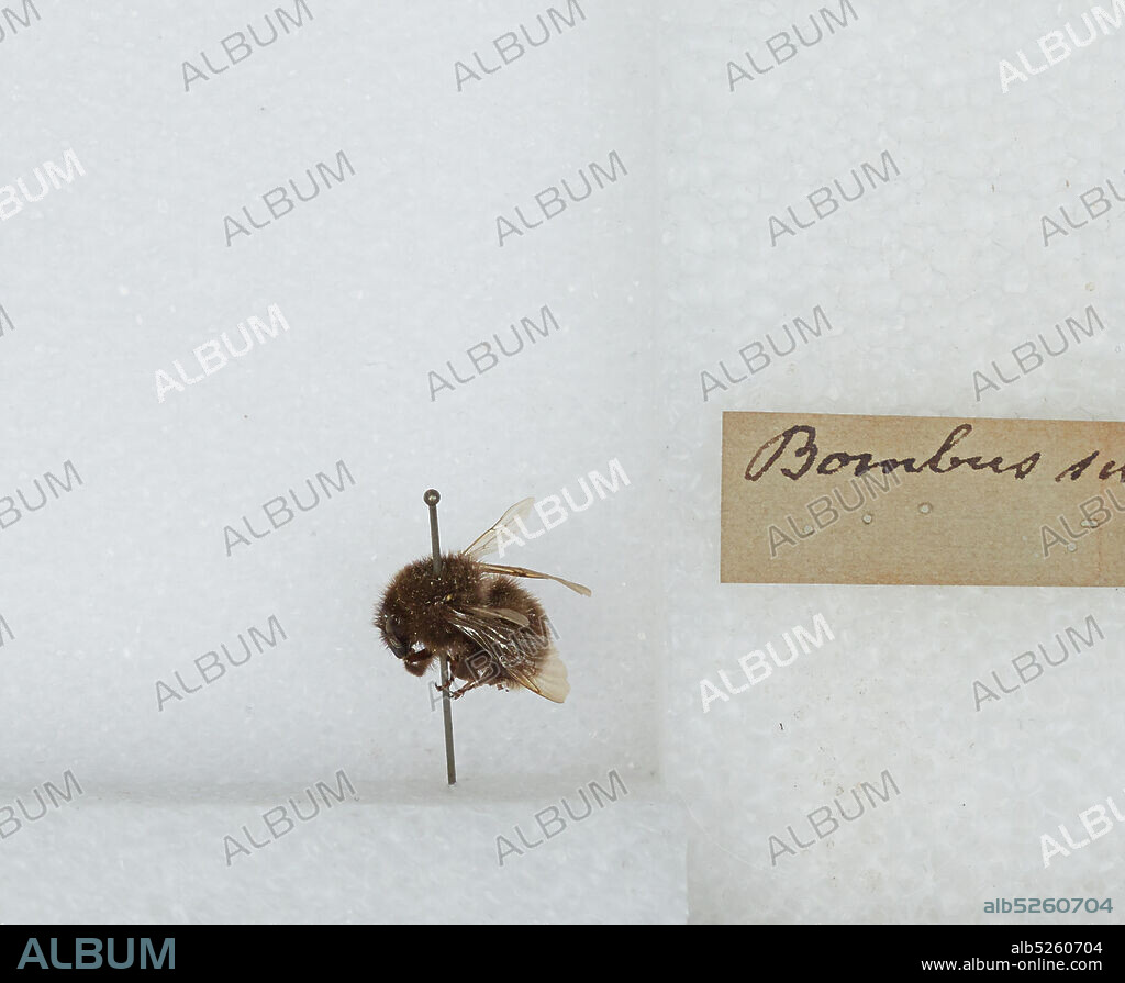 Bombus (Subterraneobombus) subterraneus (Linnaeus), Animalia, Arthropoda, Insecta, Hymenoptera, Apidae, Apinae.