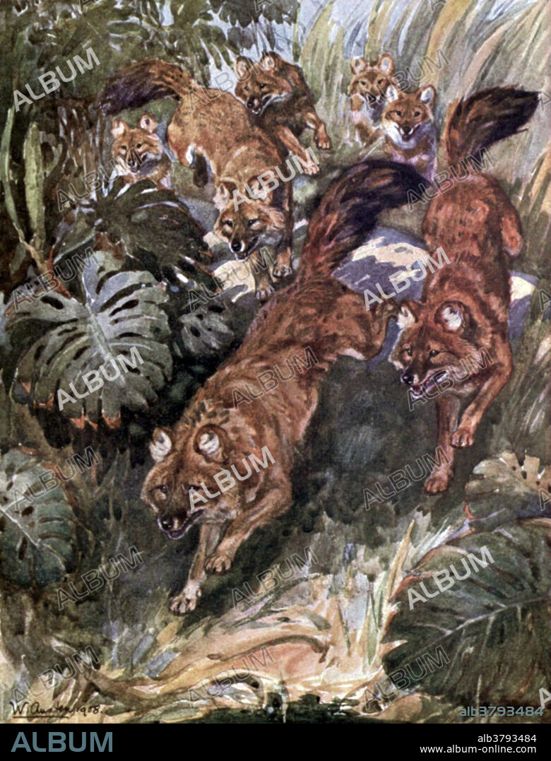 The dhole (Cuon alpinus) is a canid native to Central and Southeast Asia. The dhole has been variously described as combining the physical characteristics of the grey wolf and red fox, and as being cat-like on account of its long backbone and slender limbs. The general tone of the fur is reddish, with the brightest hues occurring in winter. Dholes are more social than grey wolves, and have less of a dominance hierarchy, as seasonal scarcity of food is not a serious concern for them. Dholes are primarily diurnal hunters, hunting in the early hours of the morning. They rarely hunt nocturnally, except on moonlit nights, indicating they greatly rely on sight when hunting. Dholes are listed as endangered by the IUCN, as populations are decreasing and estimated at less than 2,500 adults. Factors contributing to this decline include habitat loss, loss of prey, competition with other species, persecution, and disease transfer from domestic dogs. Taken.