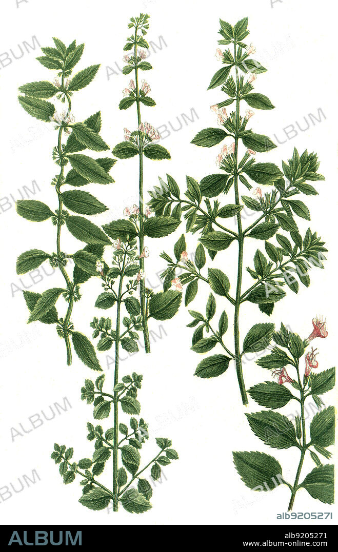verschiedene Arten der Minze, Mentha, eine Pflanzengattung aus der Familie der Lippenblütengewächse / various species of mint, Mentha, a genus of plants in the mint family, Lamiaceae, Digital retuschierte Illustration aus Phytanthoza iconographica von Johann Wilhelm Weinmann, Maler Bartholomäus Seutter und Kupferstecher Johann Jakob Haid und Johann Elias Ridinger, 1740 / Digitally retouched illustration from Phytanthoza iconographica by Johann Wilhelm Weinmann, painter Bartholomäus Seutter and engravers Johann Jakob Haid and Johann Elias Ridinger, 1740.