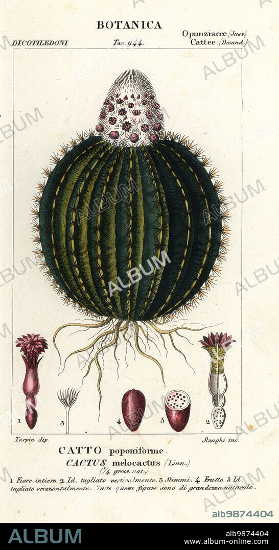 Melon cactus, Melocactus caroli-linnaei. Cactus melocactus, Catto poponiforme. Handcoloured copperplate stipple engraving from Antoine Laurent de Jussieu's Dizionario delle Scienze Naturali, Dictionary of Natural Science, Florence, Italy, 1837. Illustration engraved by Stanghi, drawn and directed by Pierre Jean-Francois Turpin, and published by Batelli e Figli. Turpin (1775-1840) is considered one of the greatest French botanical illustrators of the 19th century.