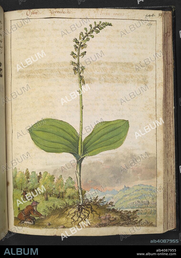 GHERALDO CIBO. 'Ophri.'  Possibly a Ophrys apifera (bee orchid.). Coloured drawings of plants, copied from nature in the Roman States, by Gerardo Cibo. Vol. I. Pietro Andrea Mattioli, Physician, of Siena: Extracts from his edition of Dioscorides' "de re Medica":. Italy, c. 1564-1584. Source: Add. 22332 f.139. Language: Italian.