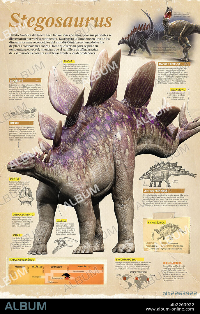 Stegosaurus. Infografía del Stegosaurus, dinosaurio que habitó la Tierra a finales del Jurásico, hace unos 145 millones de años.