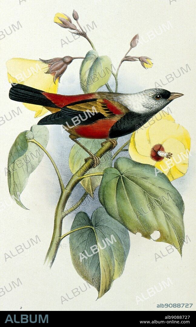 Ula-ai-Hawane. Hand-coloured lithograph by F.W. Frohawk from S.B. Wilson and A.H. Evans's Aves hawaiiensis (London 1890-9), Pl.11. - Length of bird 13cm (5in).