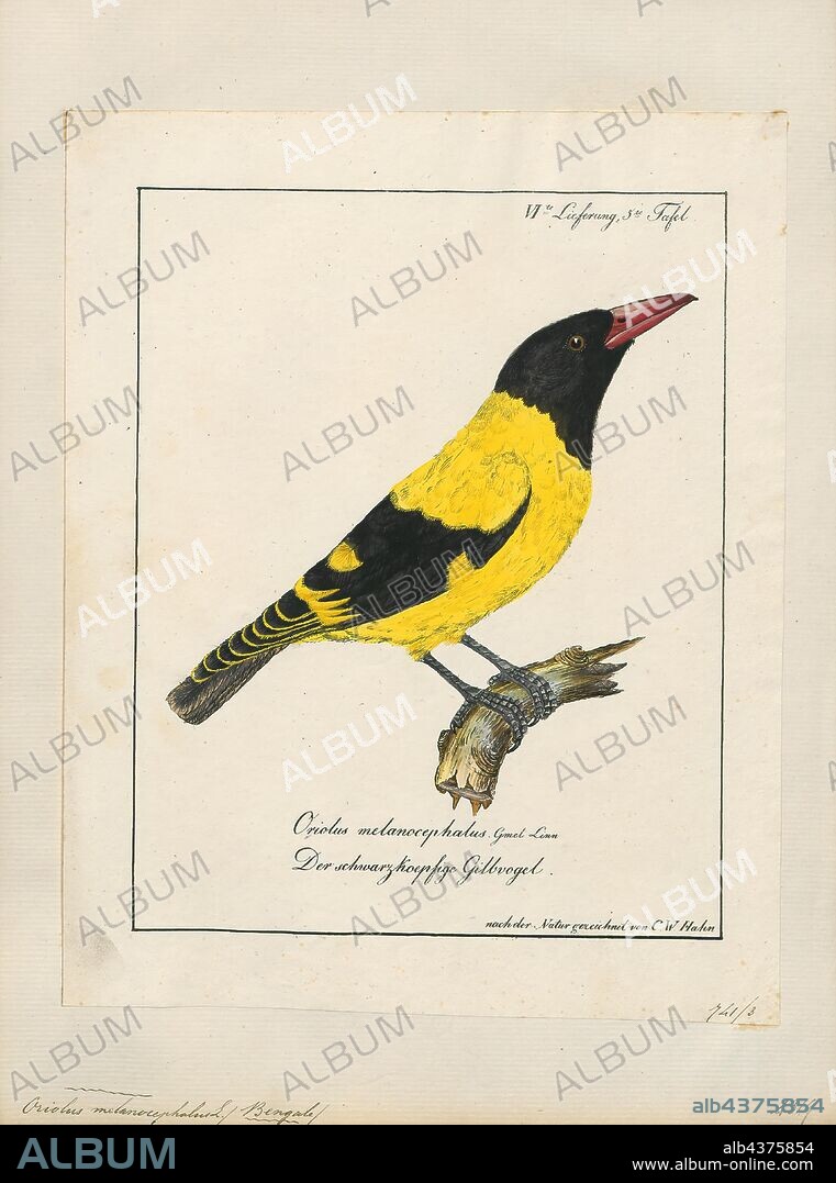 Oriolus melanocephalus, Print, Orioles are colourful Old World passerine birds in the genus Oriolus, the namesake of the corvoidean family Oriolidae. They are not related to the New World orioles, which are icterids (family Icteridae) that belong to the superfamily Passeroidea., 1700-1880.