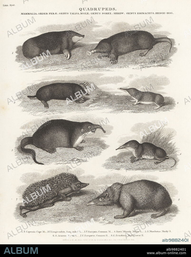 Cape golden mole, Chrysochloris asiatica 1, star-nosed mole, Condylura cristata 2, common mole, Talpa europaea 3, Eurasian pygmy shrew, Sorex minutus 4, Russian desman, Desmana moschata 5, common shrew, Sorex araneus 6, and European hedgehog, Erinaceus europaeus 7. Copperplate engraving by J. Scott after Sydenham Edwards from Abraham Rees' Cyclopedia or Universal Dictionary of Arts, Sciences and Literature, Longman, Hurst, Rees, Orme and Brown, Paternoster Row, London, October 1, 1811.