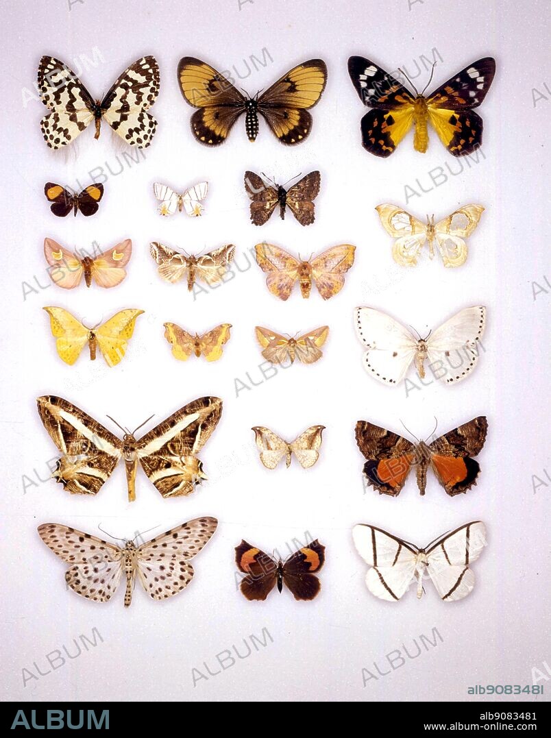 Butterflies/moths - (left to right) Pterothysanus noblei, Hibrildes norax, Dysphania cuprina - (second row left to right) Callidula lunigera, Epiplema himala, Apoprogenes hesperistis - (third row left to right) Epicmelia theresiae, abrosyne scripta, Oreta singapura - (pale beige one in middle right of rows two and three) Macrauzata maxima - (fourth row left to right) Tridrepana flava, Oreta rosea, Axia margarita, Cyclidia dictyaria - (fifth row left to right) Erebomorpha fulguritia, Drepana falcataria, Catacalopsis medinae - (sixth row) Percnia felinaria, Pterodecta felderi, Carpella districta.