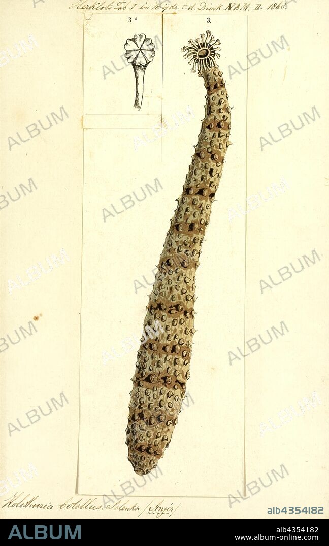 Holothuria botellus, Print, Holothuria is a genus of marine animals of the family Holothuriidae.Members of the genus are found in coastal waters in tropical and temperate regions. They are soft bodied, limbless invertebrates that dwell on the ocean floor. They resemble a cucumber in form.