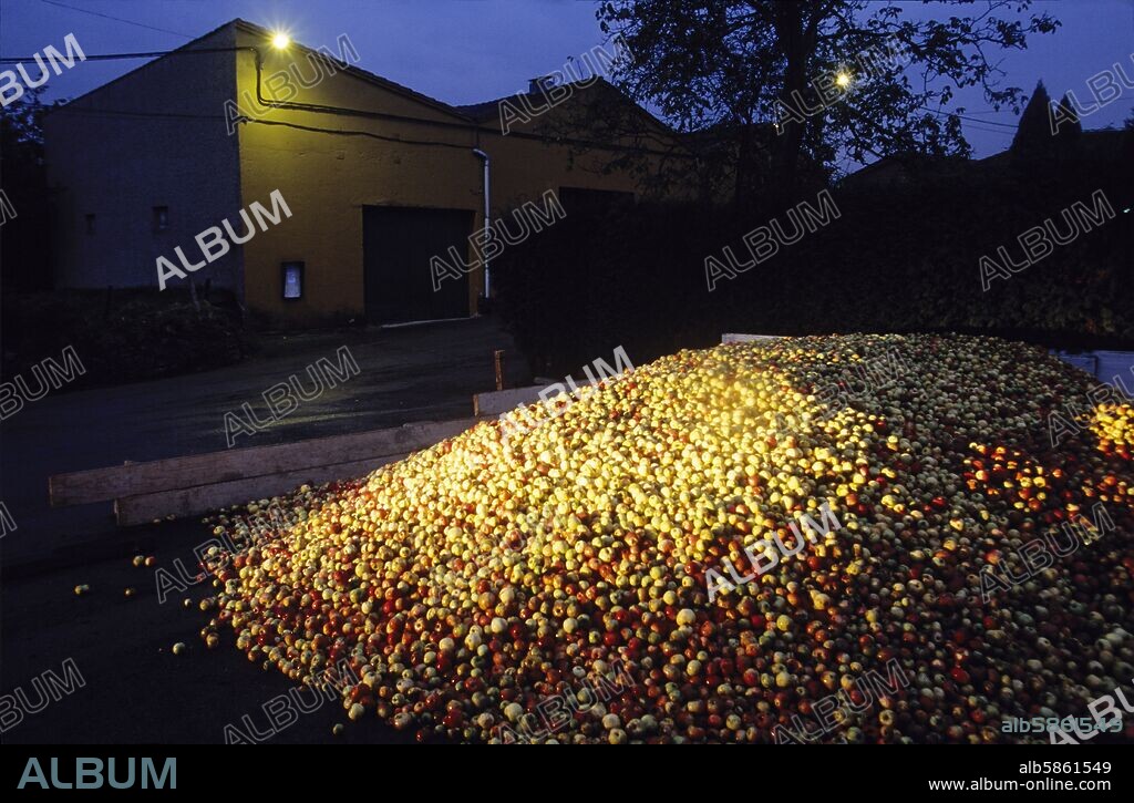 Siero / Santa Marina ; Llagar Sidra "Arbesú"; manzanas antes de ser prensadas.