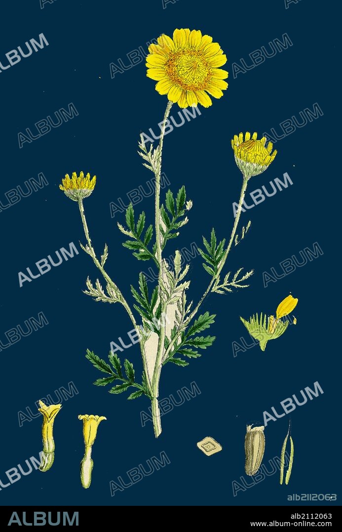 Anthemis tinctoria; Ox-eye Chamomile.