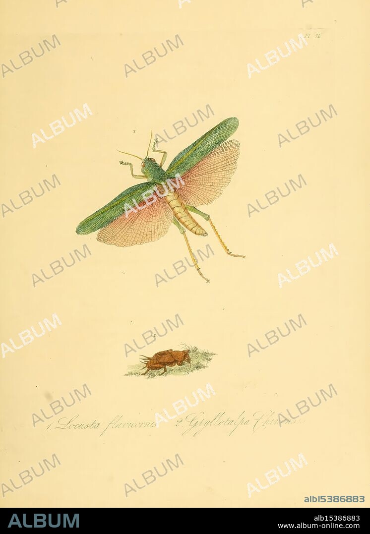 Natural history of the insects of China, 1842, China, insects, Arthropoda, Chondracris rosea, Gryllotalpa chinensis, arthropod, The illustration features a large grasshopper rendered with intricate detail, showcasing vibrant green and pink hues on its wings. Above the grasshopper, the image displays an enlarged view of its anatomy, including the delicate structure of its wings and body. Below, a smaller representation of a different grasshopper species is depicted, resting on the ground with its muted colors suggesting a more subdued appearance. Both insects are set against a light background, emphasizing their features and the artistry of the depiction. The text beneath identifies the species, adding an educational element to the artwork.
