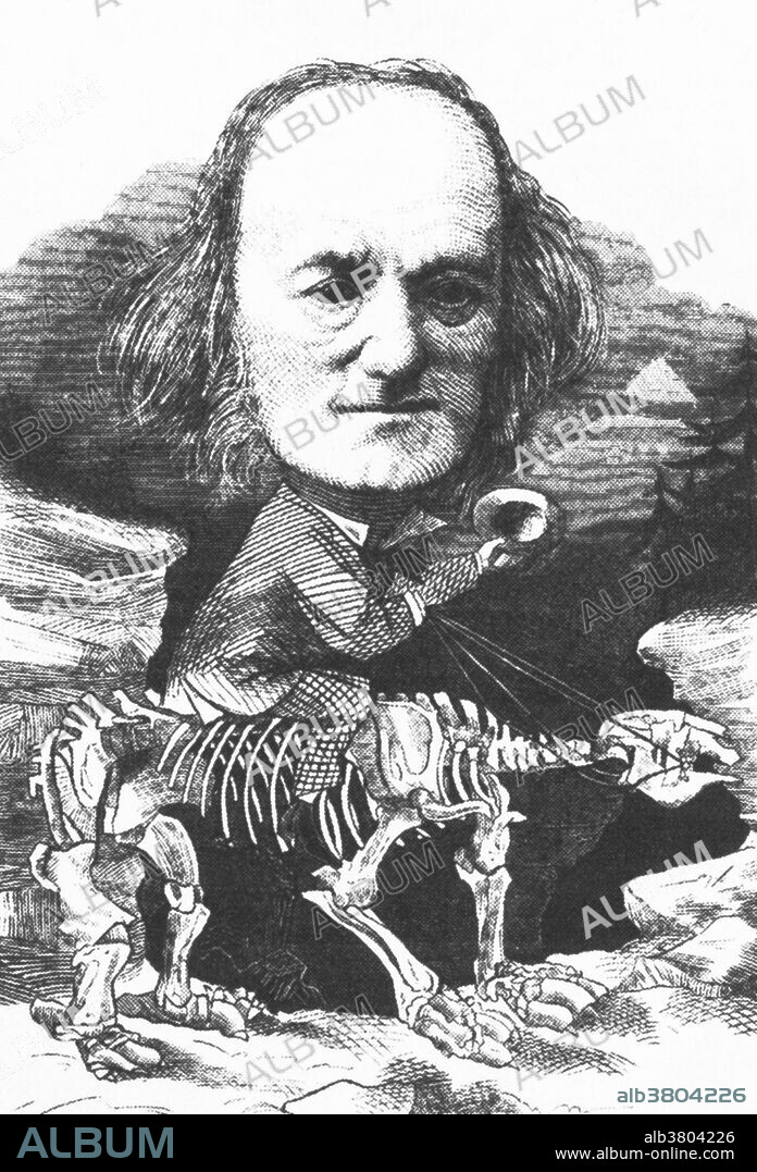 Owen mounted on a favorite hobbyhorse, the fossilized bones of a Megatherium, cartoon from 1872. Richard Owen (July 20, 1804 - December 18, 1892) was an English biologist, comparative anatomist and paleontologist. One of his positions was that of prosector for the London Zoo, which meant that he had to dissect and preserve any zoo animals that died in captivity. This gave him vast experience with the anatomy of exotic animals. He produced a vast array of scientific work, but is probably best remembered today for coining the word Dinosauria. Owen was an outspoken critic of Darwin's theory of evolution by natural selection. He agreed with Darwin that evolution occurred, but thought it was more complex. Owen's approach to evolution can be seen as having anticipated the issues that have gained greater attention with the recent emergence of evolutionary developmental biology. He campaigned for the natural specimens in the British Museum to be given a new home. This resulted in the establishment, in 1881, of the now world-famous Natural History Museum in London. His later career was tainted by a number of controversies, many of which involved accusations that he took credit for other people's work. He died in 1892 at the age of 88.