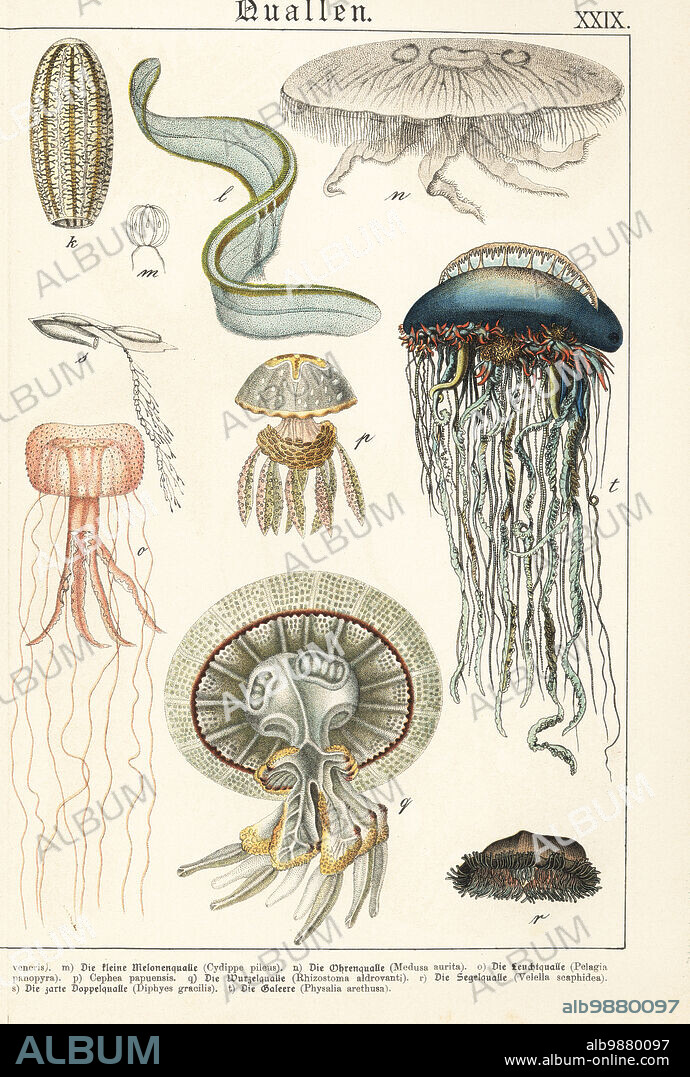 Comb jelly, Pleurobrachia pileus m, moon jelly, Aurelia aurita n, Pelagia panopyra o, spotted jelly, Mastigias papua p, barrel jelly, Rhizostoma pulmo q, sea raft, Velella velella r, hydrozoan, Chelophyes appendiculata s, and Portuguese man o' war, Physalia physalis t. Chromolithograph from Gotthilf Heinrich von Schubert's Natural History of Animal Kingdoms for School and Home (Naturgeschichte des Tierreichs fur Schule und Haus), Schreiber, Munich, 1886.