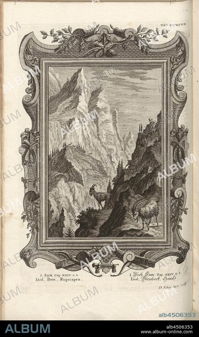 Iaal, Ibex, Rupicapra, Parallel title: Iaal, Capricorn, Chamois, Signed: D. Scheüchzer sculp, copperplate engraving, plate CCCXCVII, Füssli, Johann Melchior; Scheuchzer, David (sculp.), 1731, Johann Jakob Scheuchzer: Kupfer-Bibel (...). Augspurg und Ulm: gedruckt bey Christian Ulrich Wagner, 1731-1735.