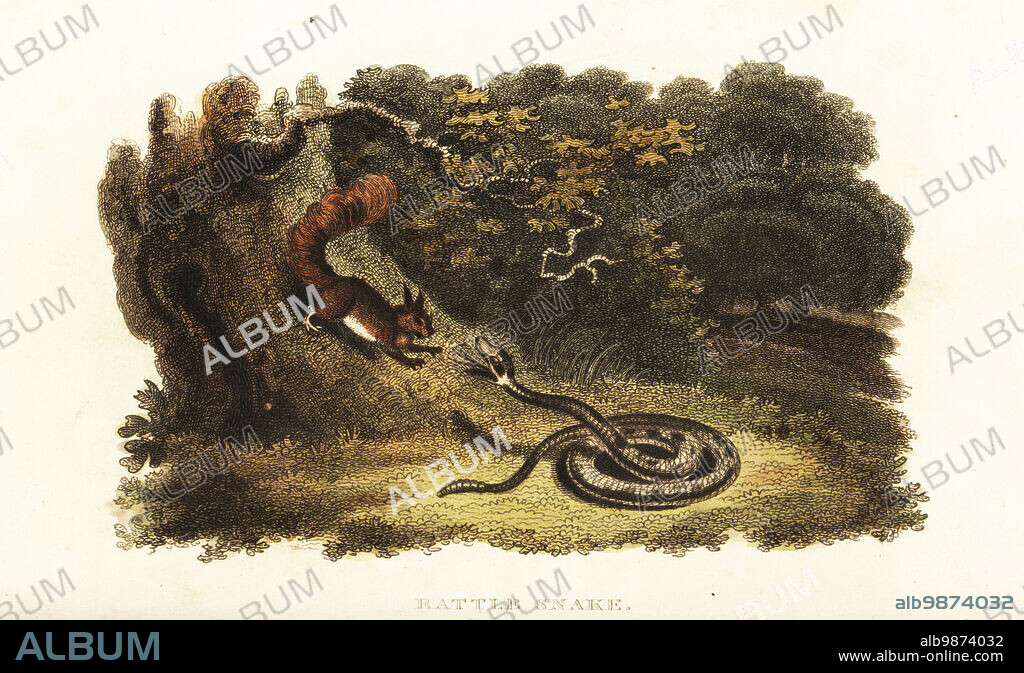 Rattlesnake charming a squirrel down from a tree. The squirrel then jumps into the rattlers open mouth. Kalm believes the snake has previously bitten the rodent with its venomous bite. Based on an account by Pehr Kalm in Thomas Pennants Arctic Zoology, 1785. American rattlesnake, Crotalus or Sistrurus species. Handcoloured copperplate engraving from Reverend Thomas Smiths The Naturalists Cabinet, or Interesting Sketches of Animal History, Albion Press, James Cundee, London, 1806. Smith, fl. 1803-1818, was a writer and editor of books on natural history, religion, philosophy, ancient history and astronomy.