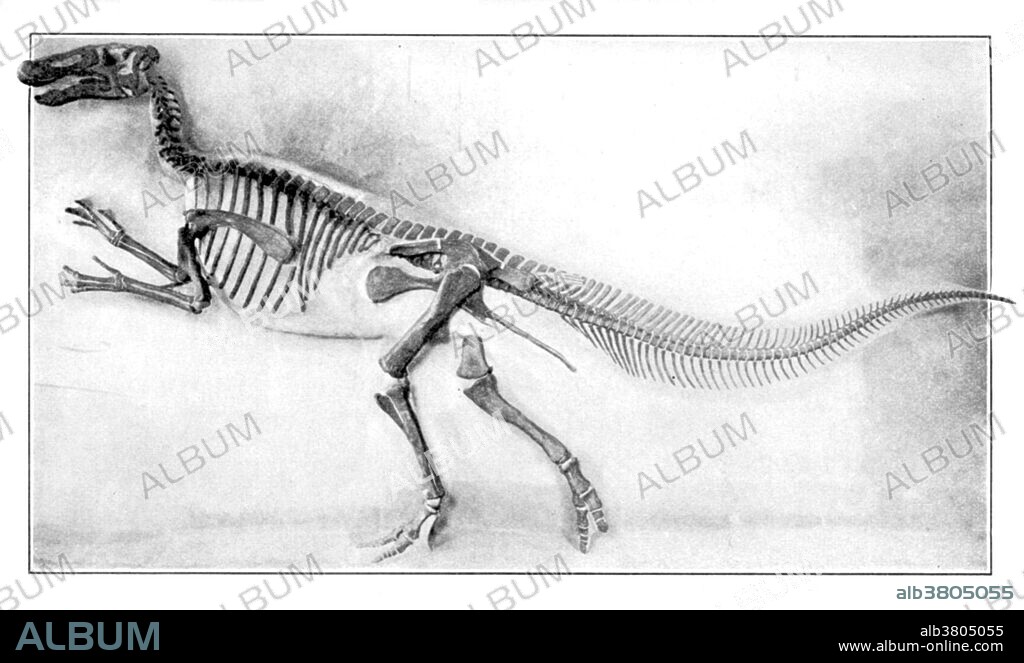 The word dinosaur was coined by Richard Owen in 1841, deinos (terrible) + sauros (lizard) which describe various extinct reptiles of the orders Saurischia and Ornithischia that flourished during the Mesozoic Era. Dinosaurs were carnivorous or herbivorous, dwelled mostly on land, and varied from the size of a small dog to the largest land animals that ever lived. Trachodon (meaning rough tooth ) was a large duck-billed dinosaur of the Cretaceous period. As a hadrosaurid, Trachodon would have been a large, bipedal/quadrupedal herbivore.