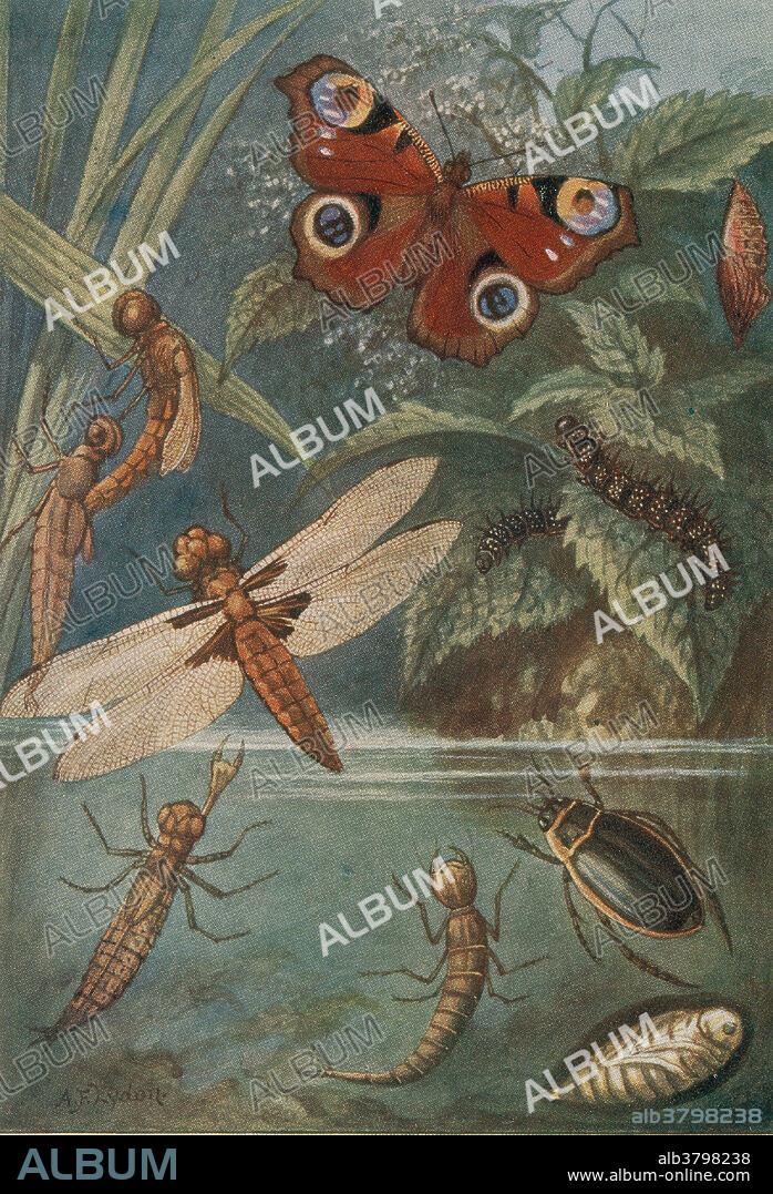 Entitled: Metamorphoses, life cycle of insects. (1) dragonfly, (2) larva, (3) insect emerging from nymph of dragonfly, (4) perfect insect, (5) caterpillars, (6) chrysalis of a butterfly, Vanessa Io, (7) perfect insect, (8) larva, (9) nymph of a water beetle, Dytiscus marginalia. Insects are a class of invertebrates within the arthropod phylum that have a chitinous exoskeleton, a three-part body (head, thorax and abdomen), three pairs of jointed legs, compound eyes and one pair of antennae. They are among the most diverse groups of animals on the planet, including more than a million described species and representing more than half of all known living organisms.