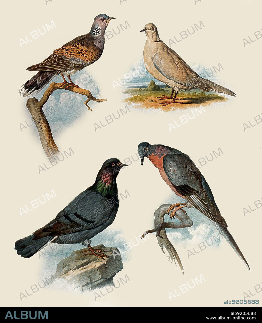 Types of Pigeons, 19th C. Illustration