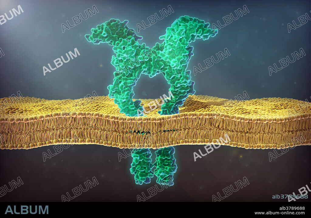 An illustration of a vascular endothelial growth factor receptor (VEGFR), subtype 2. Vascular endothelial growth factor is a signalling protein involved in the formation of the circulatory system and growth of blood vessels. VEGF proteins stimulate cellular responses by interacting with specialized tyrosine kinase receptors known as VEGFR on the cell surface. Both VEGF and VEGFR also play a role in pathological angiogenesis, specifically tumour angiogenesis, whereby newly formed blood vessels can supply nutrients and transport for cancerous cells in the body.