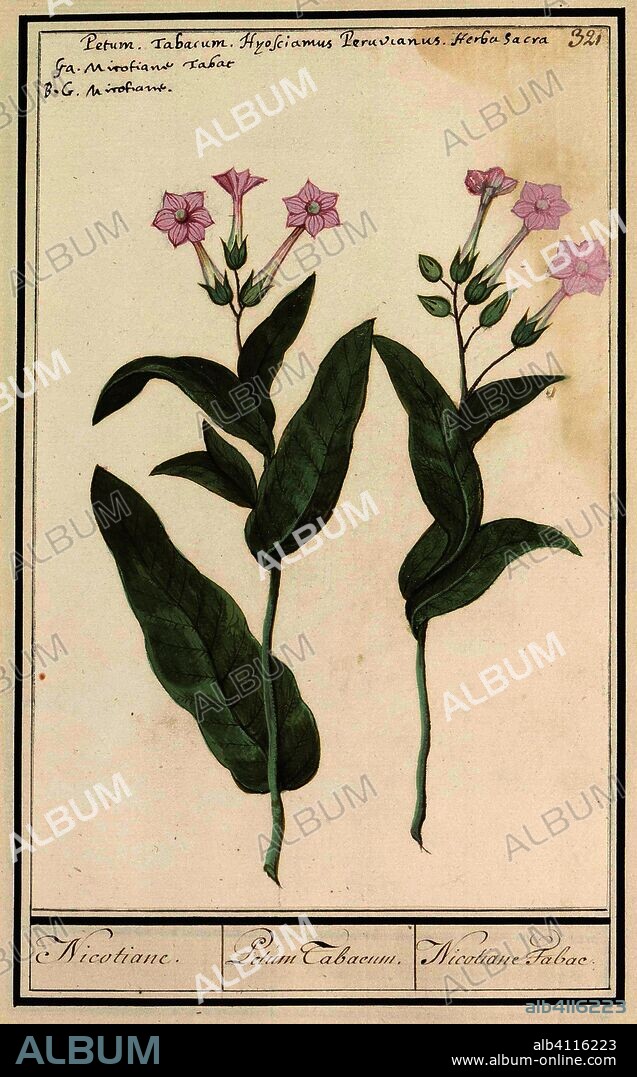 ANSELMUS BOËTIUS DE BOODT. Tabaksplant (Nicotiana tabacum). Nicotiane. / Petum Tabacum. / Nicotiane Tabac. (title on object). Draughtsman: Anselmus Boëtius de Boodt. Draughtsman: Elias Verhulst. Dating: 1596 - 1610. Place: Praag. Measurements: h 250 mm × w 163 mm.