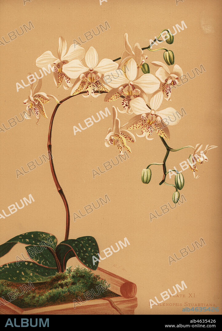 Phalaenopsis stuartiana orchid. Chromolithograph by Hatch Company after a botanical illustration by Harriet Stewart Miner from Orchids, the Royal Family of Plants, Lee & Shepard, Boston, 1885. The first American color plate book on orchids by woman botanist Miner.