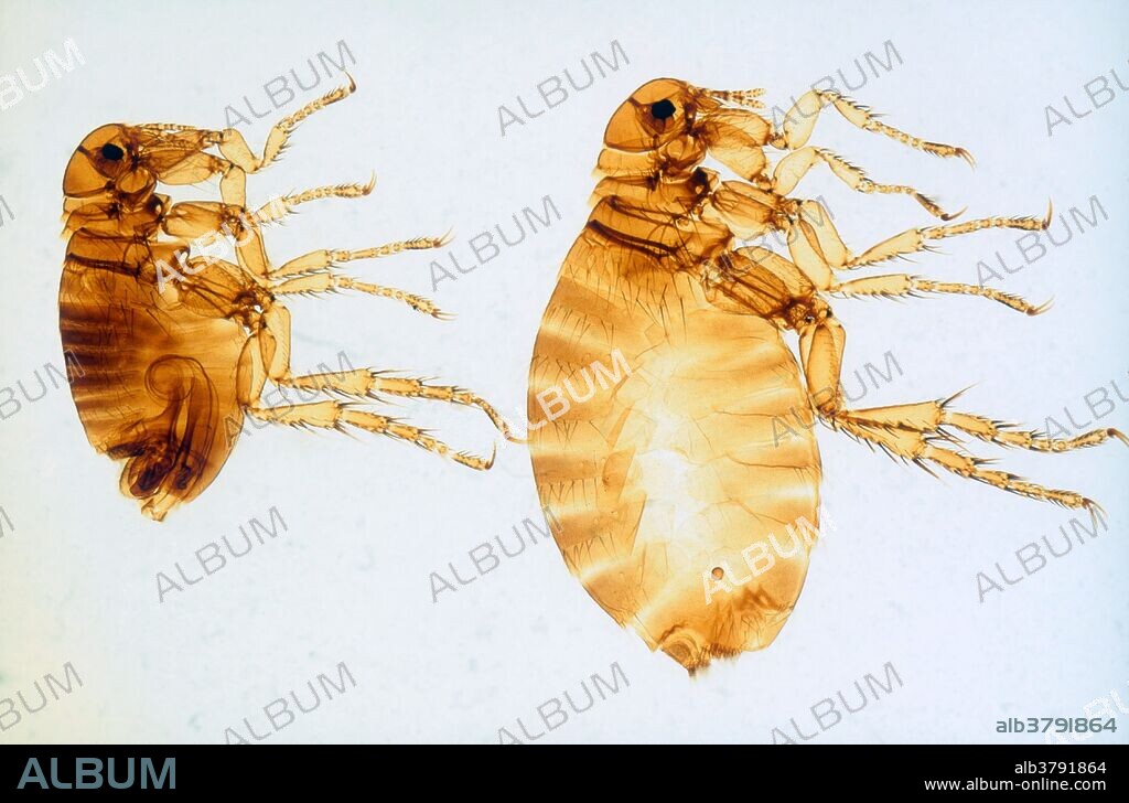 Human Flea, light micrograph