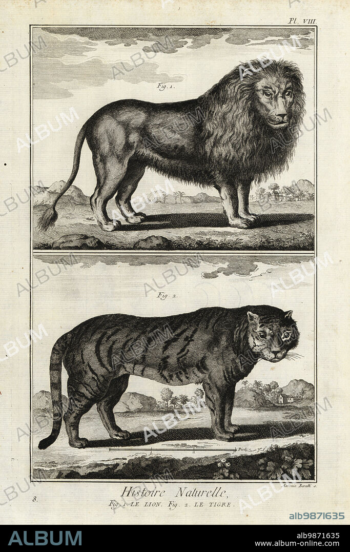 Lion, Panthera leo, and tiger, Panthera tigris, endangered. Le lion, le tigre. Copperplate engraving by Antonio Baratti after Francois-Nicolas Martinet from Denis Diderot and Jean le Rond dAlemberts Encyclopedie, Histoire Naturelle (Encyclopedia: Natural History), Livourne, 1774. Francois-Nicolas Martinet (1731-1800) was a French draftsman and engraver.