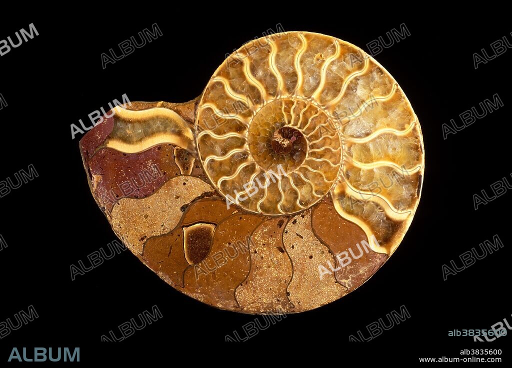 Internal view of a sectioned ammonite fossil, Perisphinctes sp., from Madagascar, Jurassic Period. The view reveals the internal chambers created by the animal as it grew. In the fossil the chambers have become filled with crystallized minerals.