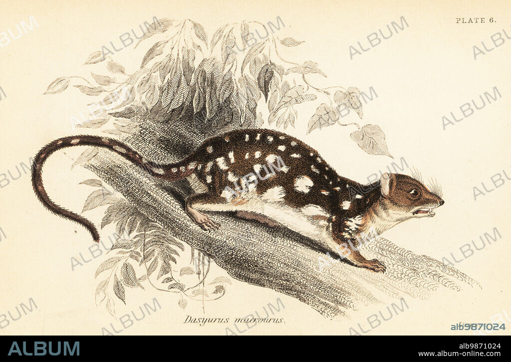 Tiger quoll, spotted-tail quoll, the spotted quoll, the spotted-tail dasyure, Dasyurus maculatus. Spotted-tail dasyurus, Dasyurus macrourus. Handcoloured steel engraving by Lizars after an illustration by George Robert Waterhouse from his Marsupialia or Pouched Animals, Volume XI of the Naturalists Library, W. H. Lizars, Edinburgh, 1841. Waterhouse (1810-1888) was curator at the Zoological Society of Londons museum.
