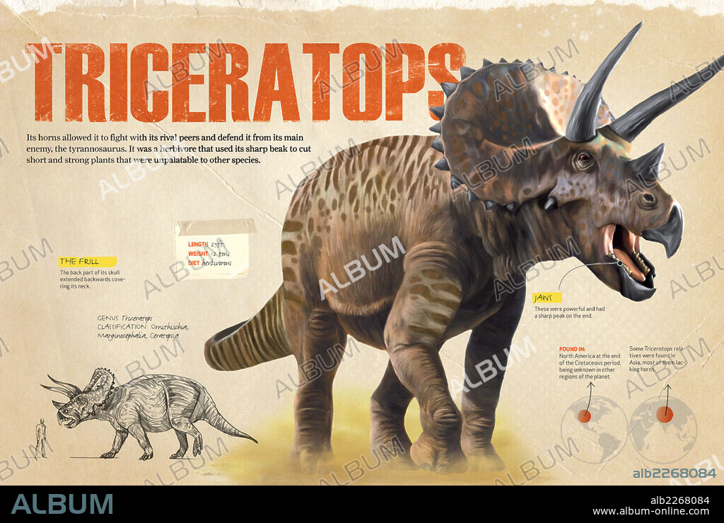 Triceratops. Infografía sobre el Triceratops, dinosaurio herbívoro del Cretácico, era Mesozoica.