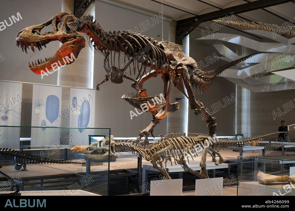 Sep 15, 2015 - Brussels, Belgium - Skeletons of dinosaurs at the Dinosaur hall, Royal Belgian Institute of Natural Sciences / Museum of Natural History, Brussels, Belgium. Royal Institute of Natural Sciences in Brussels. The Real (Institut Royal des Sciences Naturelles) Institute of Natural Sciences is a museum that aims to help visitors to discover the nature and history of evolution. It is located very close to the European Parliament. The museum is famous for its collection of dinosaur skeletons, the largest in Europe and one of the most important in the world. These Iguanodon skeletons were found in 1878 in a coal mine Bernissart, south of B.lgica.En the area for evolution, more than 600 fossils and 400 animals are exposed to show the changes that have been suffering all creatures over the years to suit the vida.En the museum you can see all kinds of animals exposed to those found today, such as bears, alligators, foxes and elephants, all dissected and also exposed some animals that became extinct thousands of years ago. The collection of dinosaur skeletons is truly amazing, if you are interested in these prehistoric animals, can be a good chance to know them. If you are not lovers of the dinosaurs, it is better to stay away from this museo.Aunque many animals are exposed believe that if you travel with children, can be better idea to go to the zoo to see animals that are not stuffed. (Credit Image: © Sergi Reboredo/ZUMA Wire/ZUMAPRESS.com). 15/09/2015