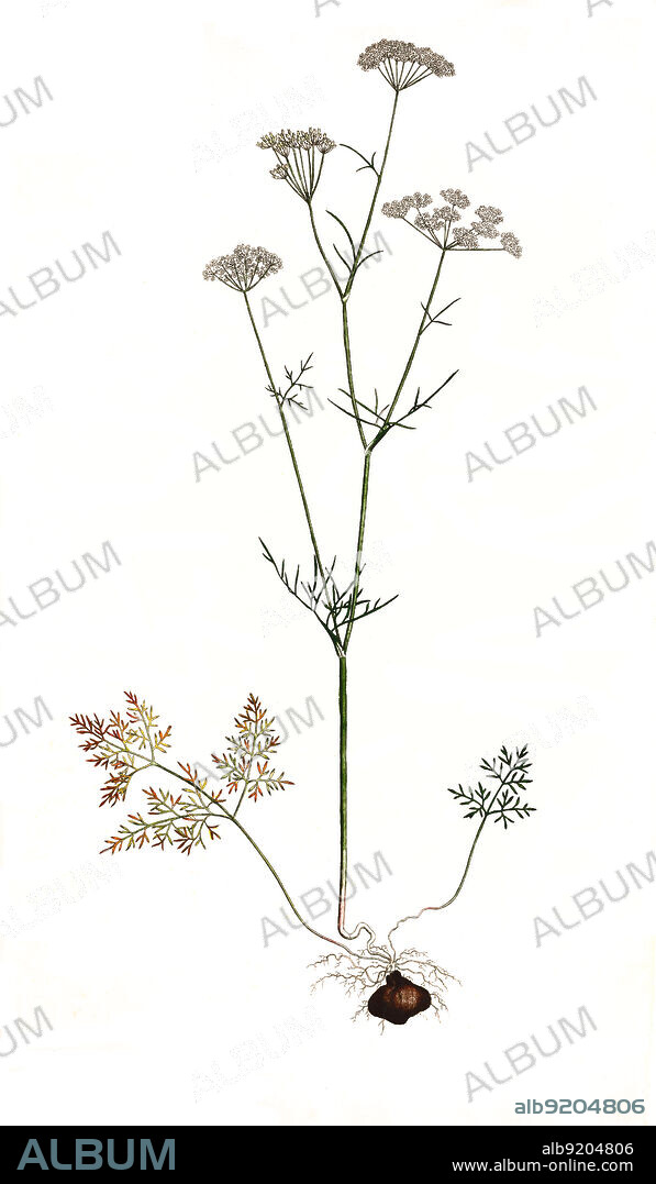 Gewöhnlicher Knollenkümmel, Bunium bulbocastanum, Echter Knollenkümmel, auch Gewöhnliche Erdkastanie / Bunium bulbocastanum is a plant species in the family Apiaceae. It was once used as a root vegetable in parts of western Europe, and has been called great pignut or earthnut, Historisch, historical, digital improved reproduction of an original from the 19th century / digital restaurierte Reproduktion einer Originalvorlage aus dem 19. Jahrhundert, genaues Originaldatum nicht bekannt.