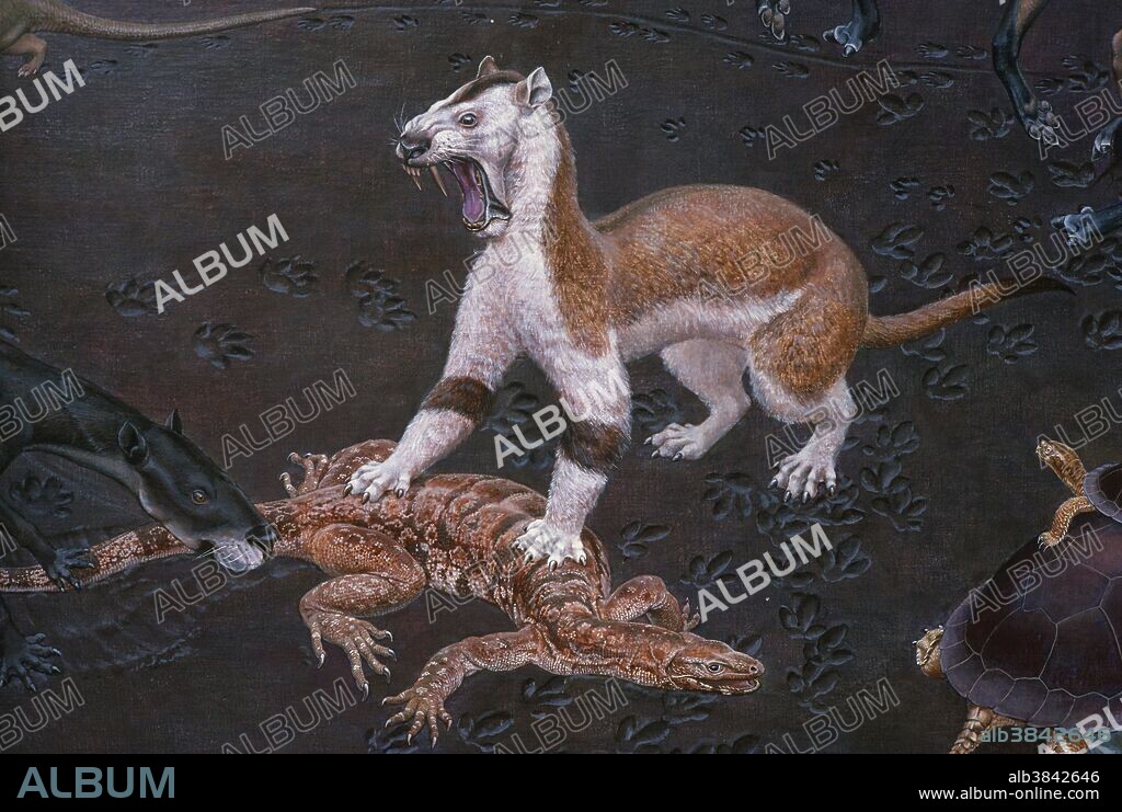 Illustration of Machaeroides, a sabre-toothed mammal, preying on Saniwa, a monitor-type lizard, from the National Museum of Natural History.  Machaeroides and Saniwa were found in Wyoming during the Middle Eocene Epoch.